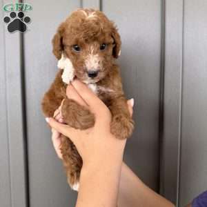 Jax, Mini Goldendoodle Puppy